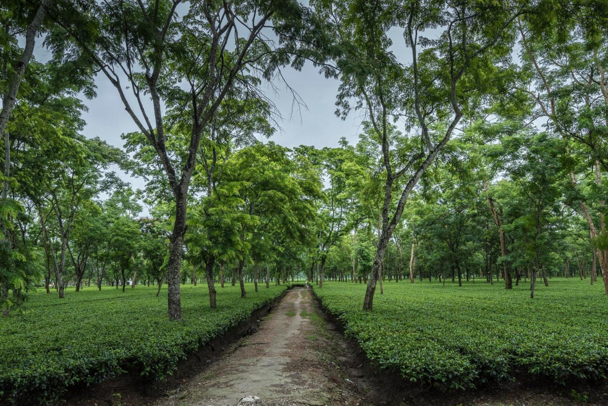 Tusker Tea County Hotel Chalsa Bagian luar foto